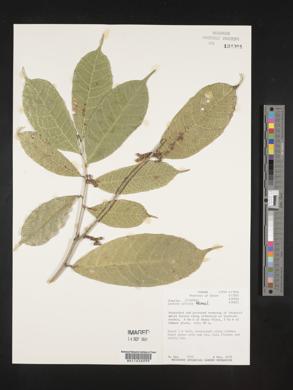 Sorocea affinis image