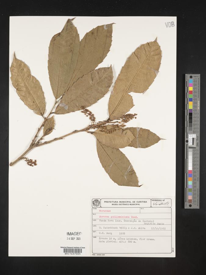 Sorocea guilleminiana image