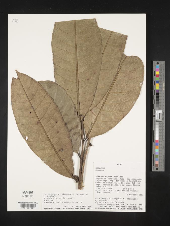 Sorocea pubivena subsp. hirtella image