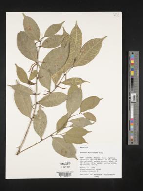 Sorocea muriculata image