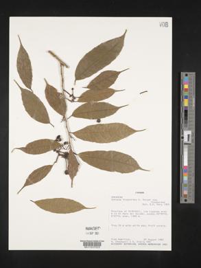 Sorocea trophoides image