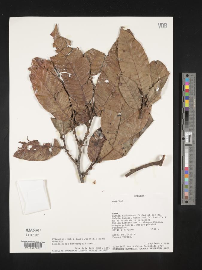 Pseudolmedia image