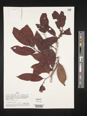 Iryanthera laevis image