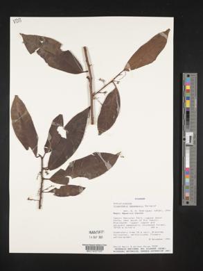 Iryanthera tessmannii image