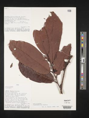 Iryanthera ulei image