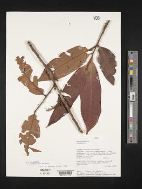 Iryanthera ulei image