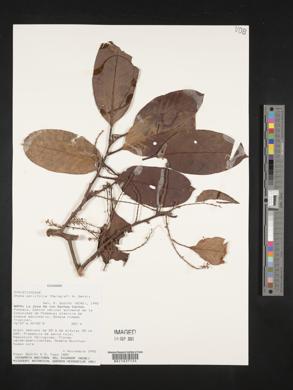 Otoba parvifolia image