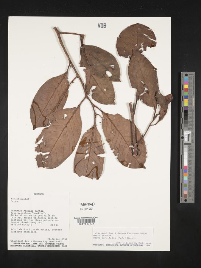 Otoba parvifolia image