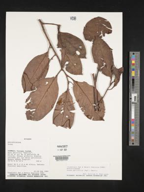 Otoba parvifolia image