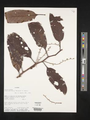 Otoba parvifolia image