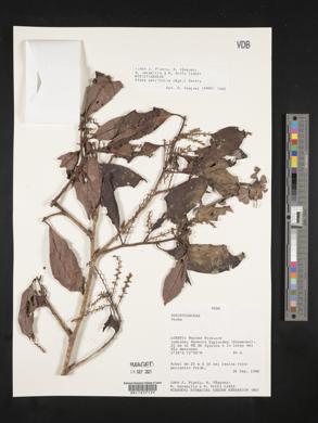 Otoba parvifolia image