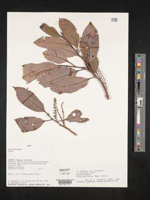 Otoba parvifolia image