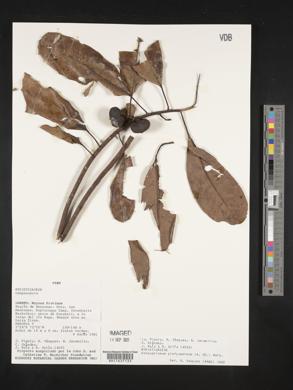 Osteophloeum platyspermum image