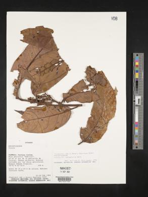 Virola calophylla image