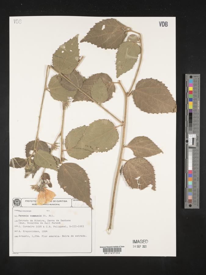 Pavonia communis image