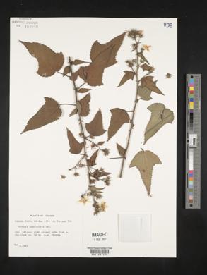 Pavonia paniculata image