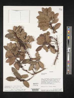 Myrsine andina image