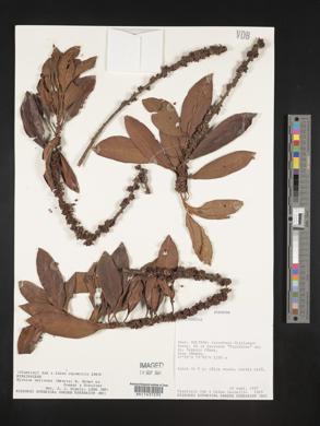 Myrsine coriacea image