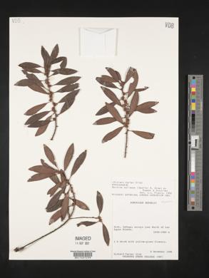 Myrsine coriacea image