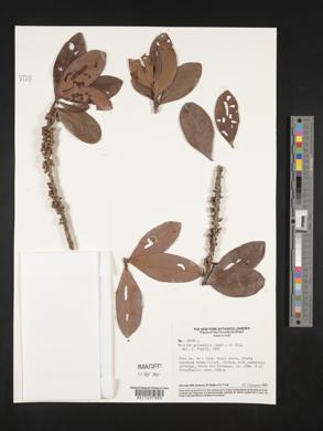 Myrsine guianensis image