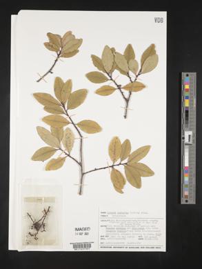 Rapanea australis image