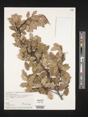Rapanea australis image
