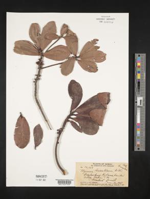 Myrsine lessertiana image