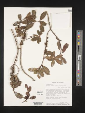 Myrsine andina image