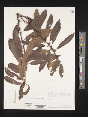 Myrsine coriacea image