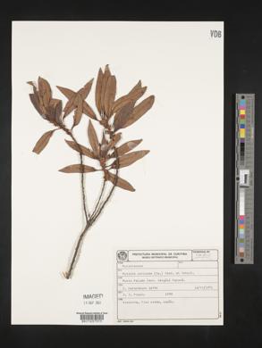 Myrsine coriacea image