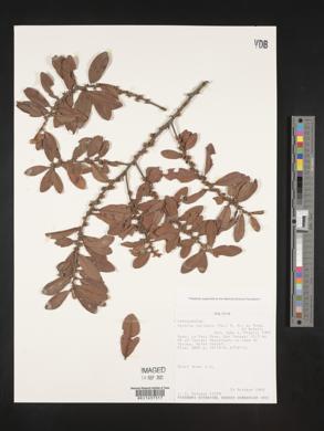 Myrsine coriacea image