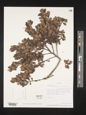 Myrsine dependens image