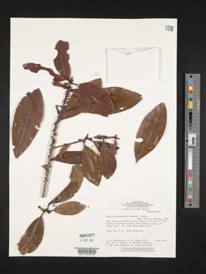 Myrsine guianensis image