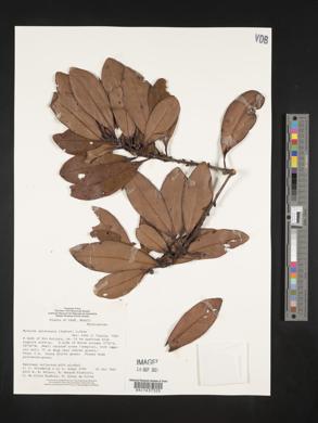 Myrsine guianensis image