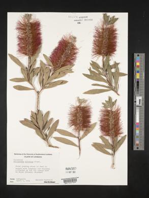 Callistemon citrinus image