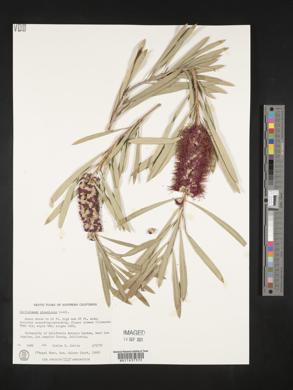 Image of Callistemon phoeniceus