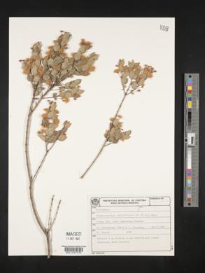 Blepharocalyx salicifolius image