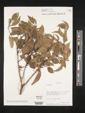 Image Associated With the Occurence