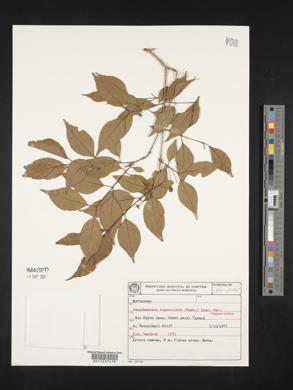 Campomanesia eugenioides image