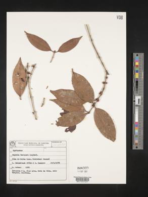 Eugenia bacopari image