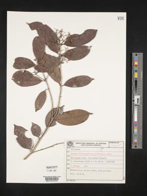 Eugenia ternatifolia image