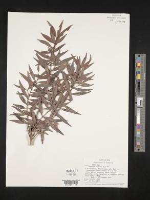 Eugenia biflora image