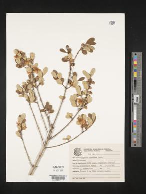 Eugenia speciosa image