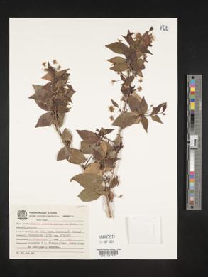 Eugenia sulcata image