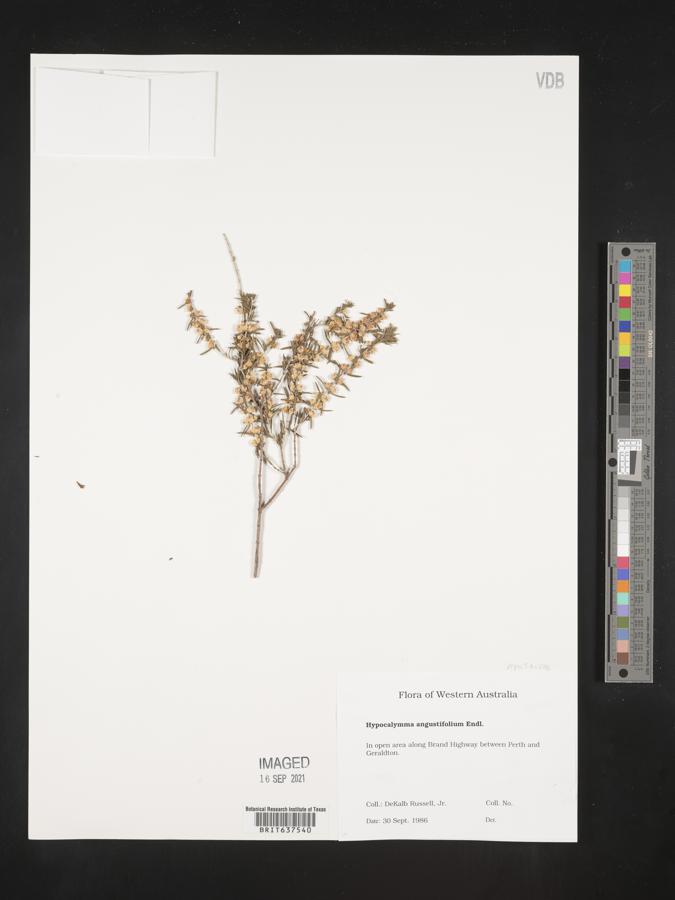 Hypocalymma angustifolium image