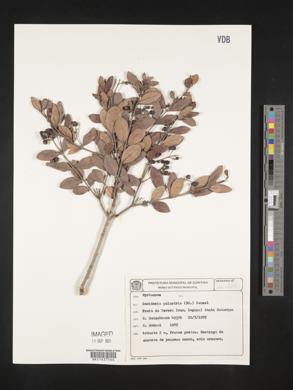 Image of Gomidesia palustris