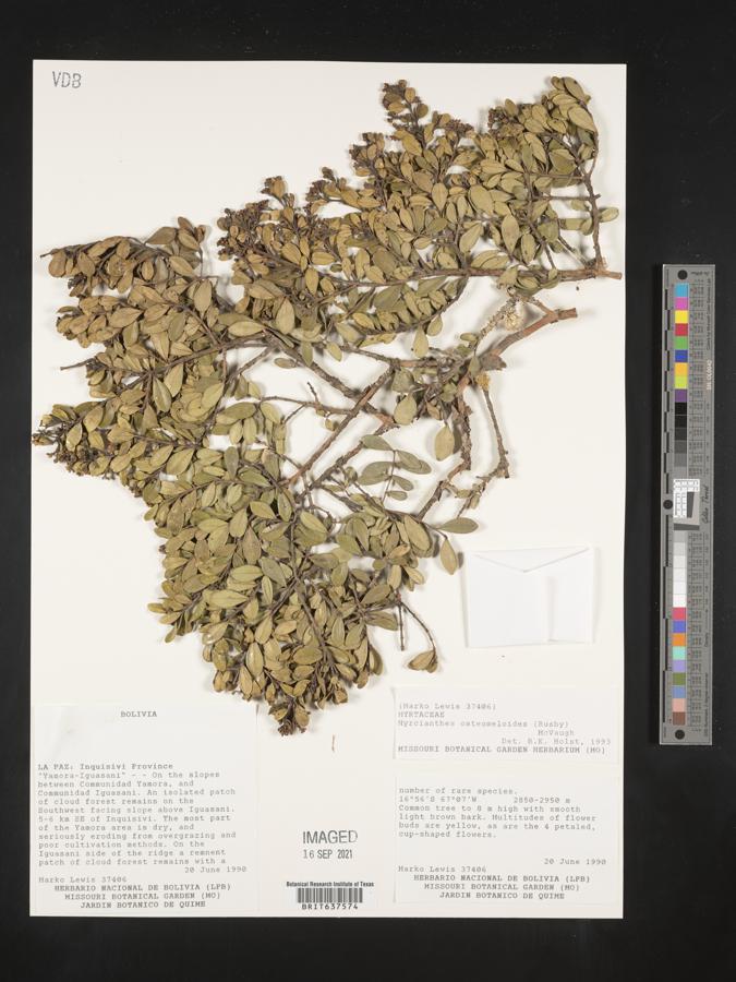 Myrcianthes osteomeloides image