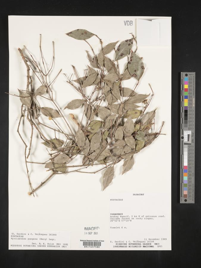 Myrcianthes pungens image