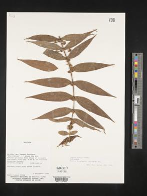 Myrcia bracteata image