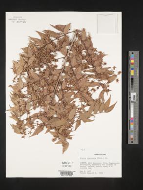 Myrcia bracteata image
